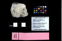 Foto (Objekt + Etikett) von Coelopus hoheneggeri (Moericke, 1889)  (NHMW-GEO-1990-0041-0413)